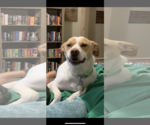 Small Labrador Retriever Mix