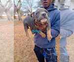 Puppy Puppy 1 Male American Bully