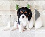 Small Photo #15 Cavalier King Charles Spaniel Puppy For Sale in HIGHLAND, UT, USA