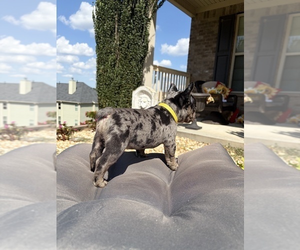 Medium Photo #7 French Bulldog Puppy For Sale in SNELLVILLE, GA, USA