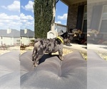 Tilly Milly - Female French Bulldog Puppy for Sale - Photo #7