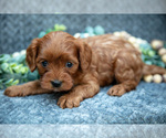Puppy Lacie Cavapoo