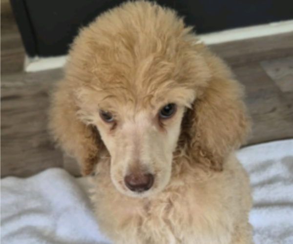 Medium Photo #3 Poodle (Standard) Puppy For Sale in ELGIN, SC, USA