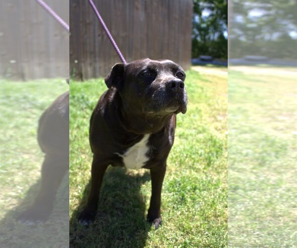 Medium Photo #4 Mutt Puppy For Sale in Jackson, MS, USA