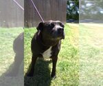 Small #3 Mutt