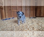 Small Photo #5 Australian Cattle Dog Puppy For Sale in CURRAN, MI, USA