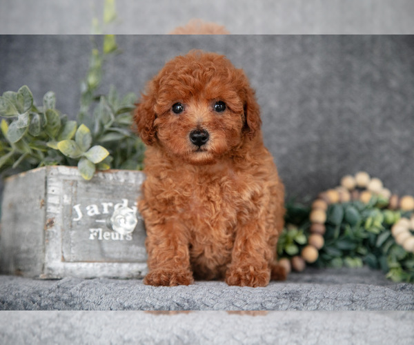 Medium Photo #3 Poodle (Miniature) Puppy For Sale in LYKENS, PA, USA