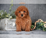 Small #2 Poodle (Miniature)
