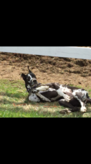 Great Dane Puppy for sale in ACUSHNET, MA, USA