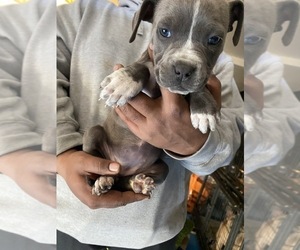 American Bully Puppy for sale in VICTORVILLE, CA, USA
