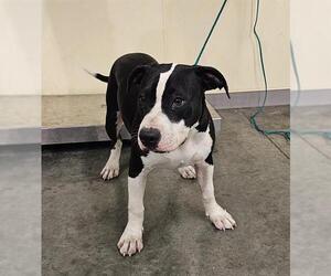 Medium American Pit Bull Terrier