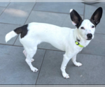 Small #5 Chihuahua Mix