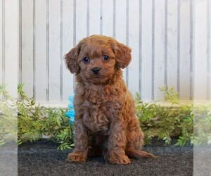 Cavachon-Cavalier King Charles Spaniel Mix Puppy for sale in MORGANTOWN, PA, USA