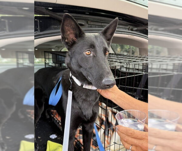 Medium Photo #2 Holland Shepherd-Unknown Mix Puppy For Sale in Imlay City, MI, USA