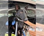 Small Photo #2 Holland Shepherd-Unknown Mix Puppy For Sale in Imlay City, MI, USA