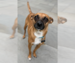 Small #3 Chihuahua Mix