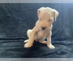 Small Photo #8 Dogo Argentino Puppy For Sale in EDMOND, OK, USA