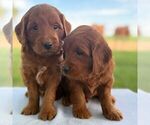Small #2 Goldendoodle (Miniature)
