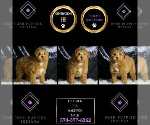 Medium Photo #38 Maltipoo (Miniature) Puppy For Sale in WARSAW, IN, USA