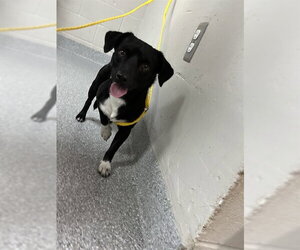 Chihuahua-Unknown Mix Dogs for adoption in Pasadena, TX, USA