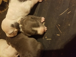 American Pit Bull Terrier Puppy for sale in SLEDGE, MS, USA