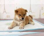Small Photo #4 Shiba Inu Puppy For Sale in DETROIT, MI, USA