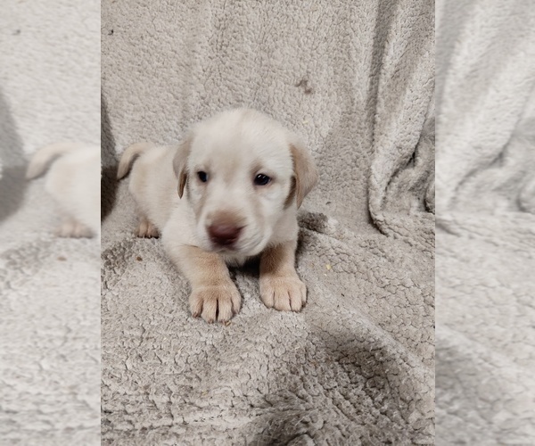 Medium Photo #1 Labrador Retriever Puppy For Sale in DODGEVILLE, WI, USA