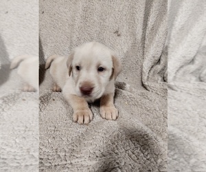 Medium Labrador Retriever