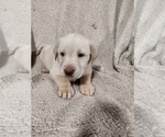 Puppy Puppy 8 Labrador Retriever