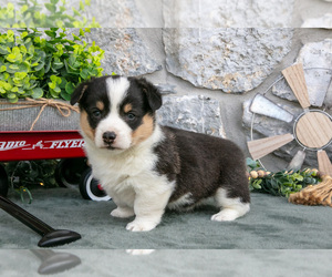 Medium Pembroke Welsh Corgi