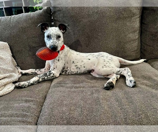 Medium Photo #1 Coonhound-Unknown Mix Puppy For Sale in GILBERTS, IL, USA