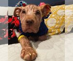 Small Photo #3 American Pit Bull Terrier Puppy For Sale in Alexandria, VA, USA