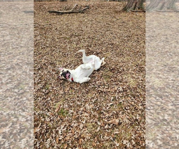 Medium Photo #3 Siberian Husky-Unknown Mix Puppy For Sale in Duluth, MN, USA