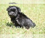 Small #2 Shih Aussie