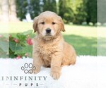 Small Golden Retriever