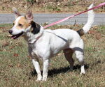 Small #2 Jack Russell Terrier