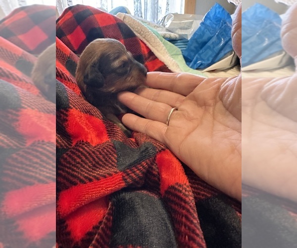Medium Photo #1 Dachshund Puppy For Sale in UNIONVILLE, IA, USA