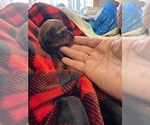 Puppy Puppy 6 Dachshund