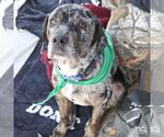 Small #3 Catahoula Leopard Dog-Retriever  Mix