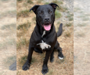 American Pit Bull Terrier-Unknown Mix Dogs for adoption in Redmond, WA, USA
