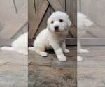 Small Photo #8 Great Pyrenees Puppy For Sale in SHADE GAP, PA, USA