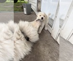 Small #3 Ausky-Great Pyrenees Mix
