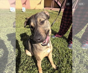 COURTESY POST: Bruce - Male German Shepherd Dog-Unknown Mix Dog for Adoption - Photo #2