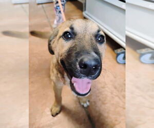 Anatolian Shepherd-German Shepherd Dog Mix Dogs for adoption in Bolivar, MO, USA