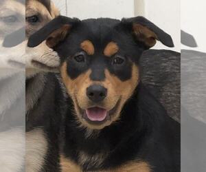 Kora - Female Mutt Dog for Adoption - Photo #6