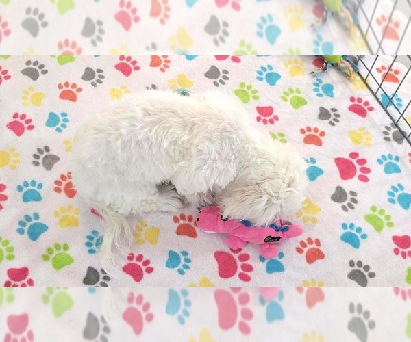 Medium Photo #11 Shih Tzu Puppy For Sale in ORO VALLEY, AZ, USA