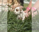 Small Photo #42 Goldendoodle (Miniature) Puppy For Sale in FREDERICA, DE, USA