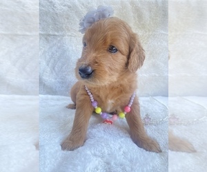 English Cream Golden Retriever-Poodle (Standard) Mix Puppy for sale in WORCESTER, MA, USA