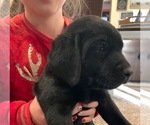 Small Photo #1 Labrador Retriever Puppy For Sale in FORT WORTH, TX, USA