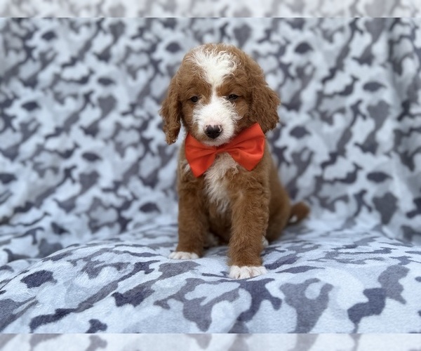 Medium Photo #4 Goldendoodle (Miniature) Puppy For Sale in LAKELAND, FL, USA